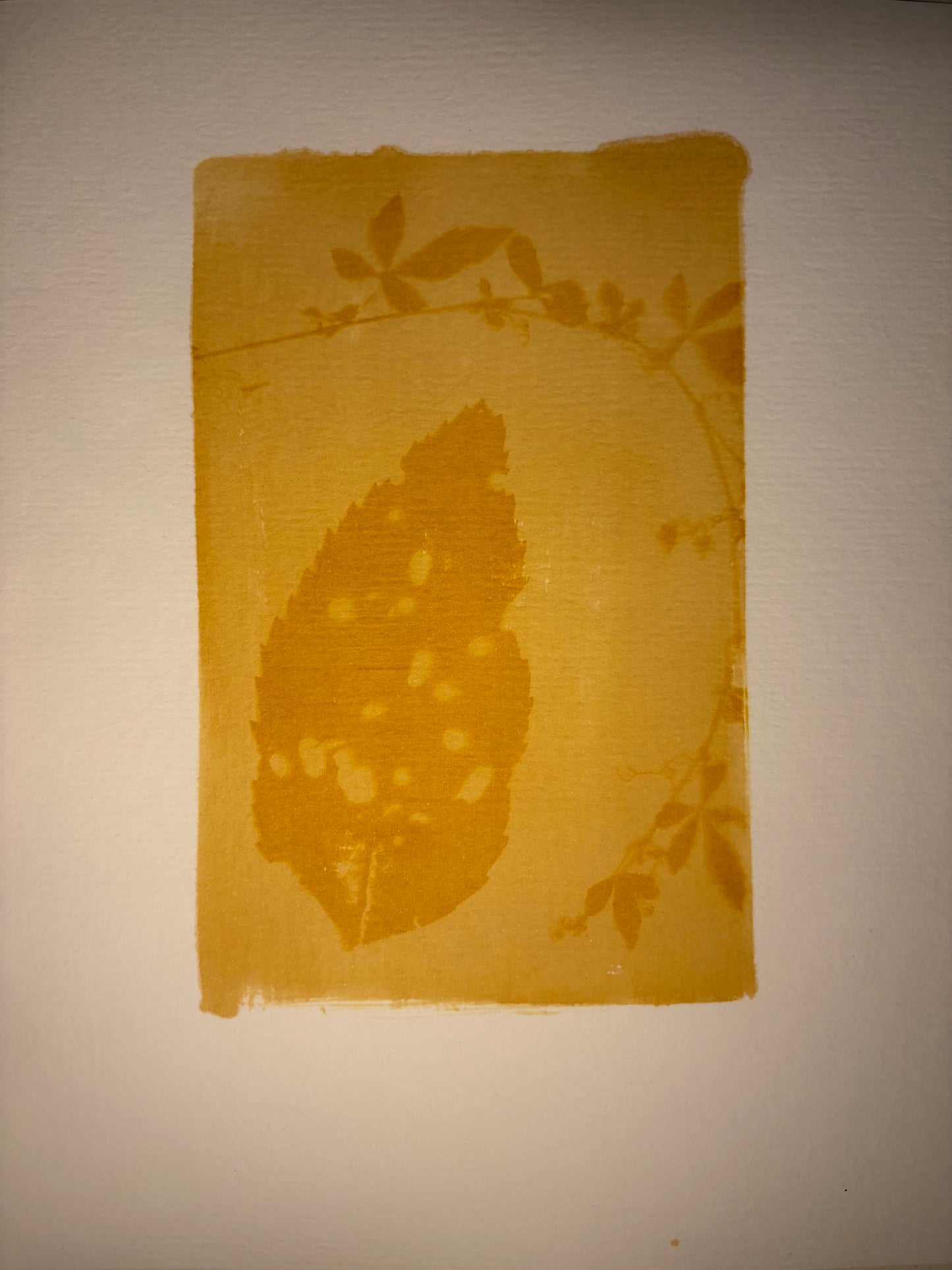 Follaje Dorado — Antotipia