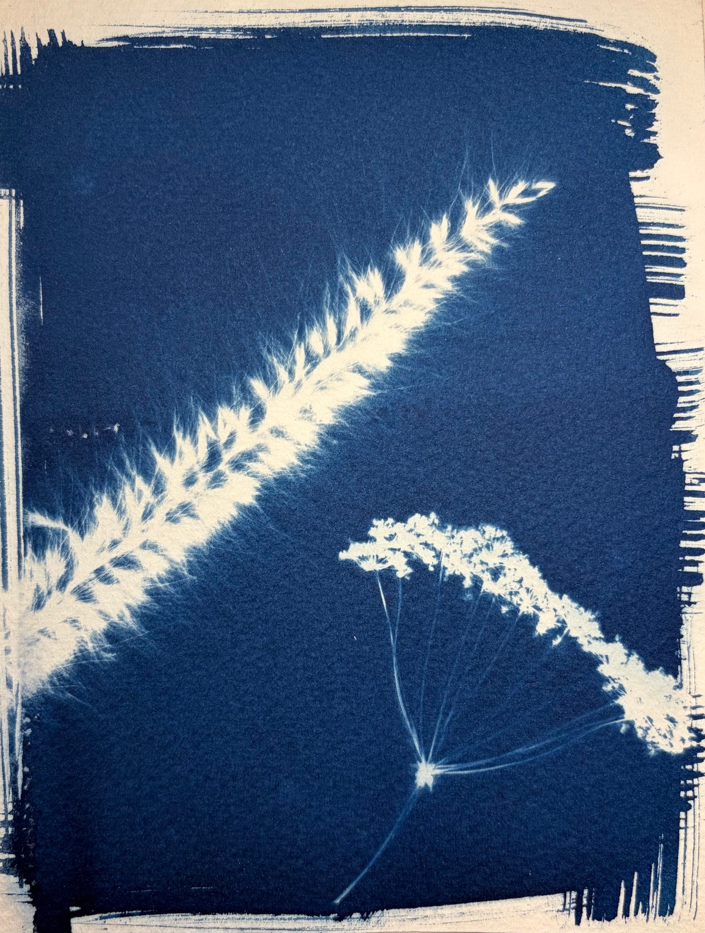 Cianotipia Botánica Trigo — Pieza Única