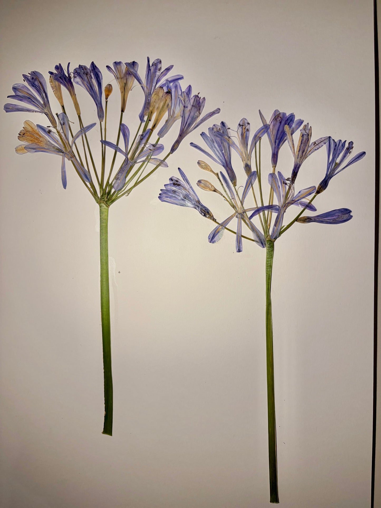Agapantos Prensados — Edición Única